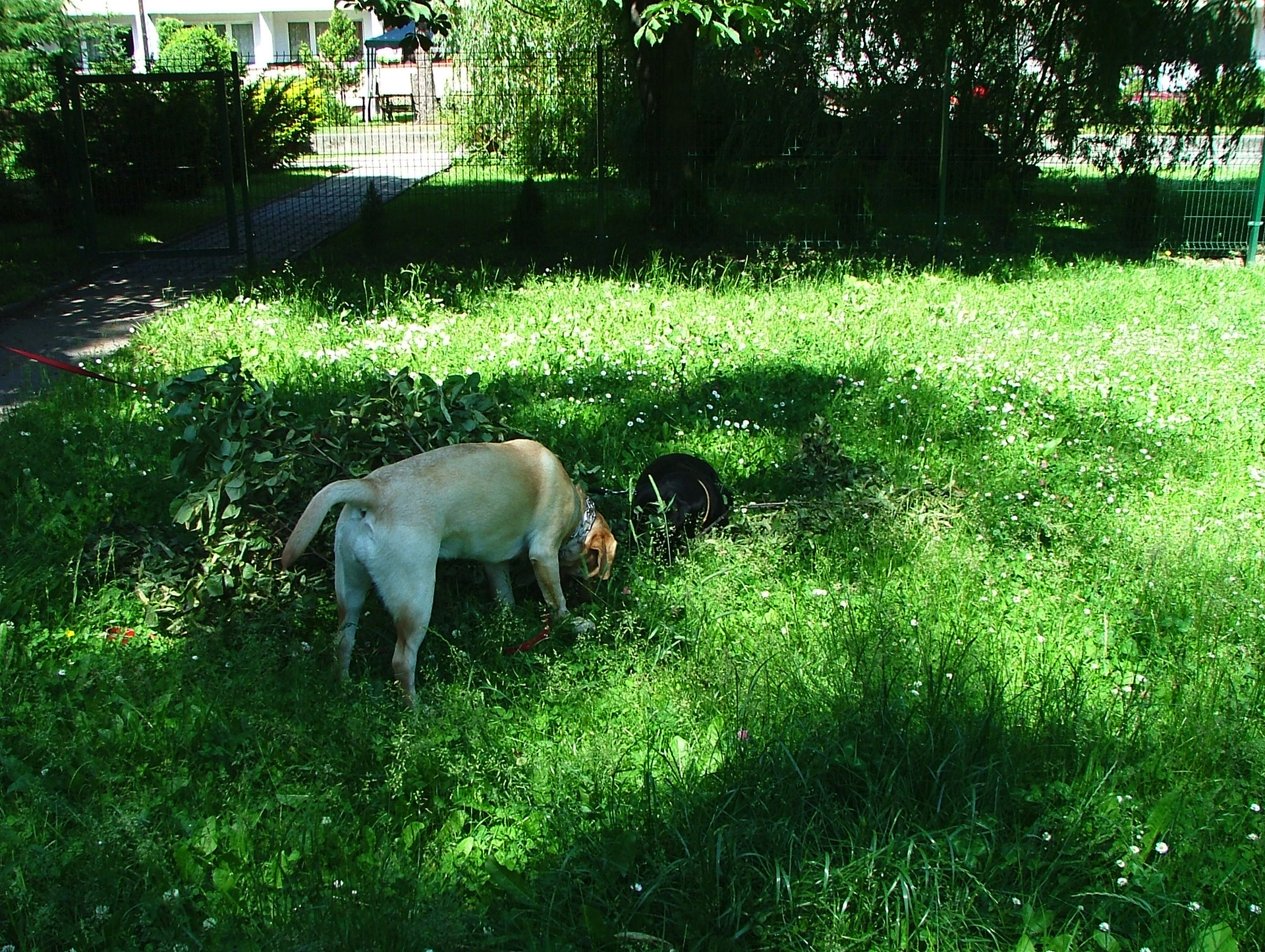 dog dogs flowerpot free photo