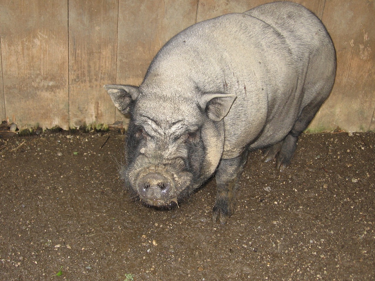 pig animal farm free photo
