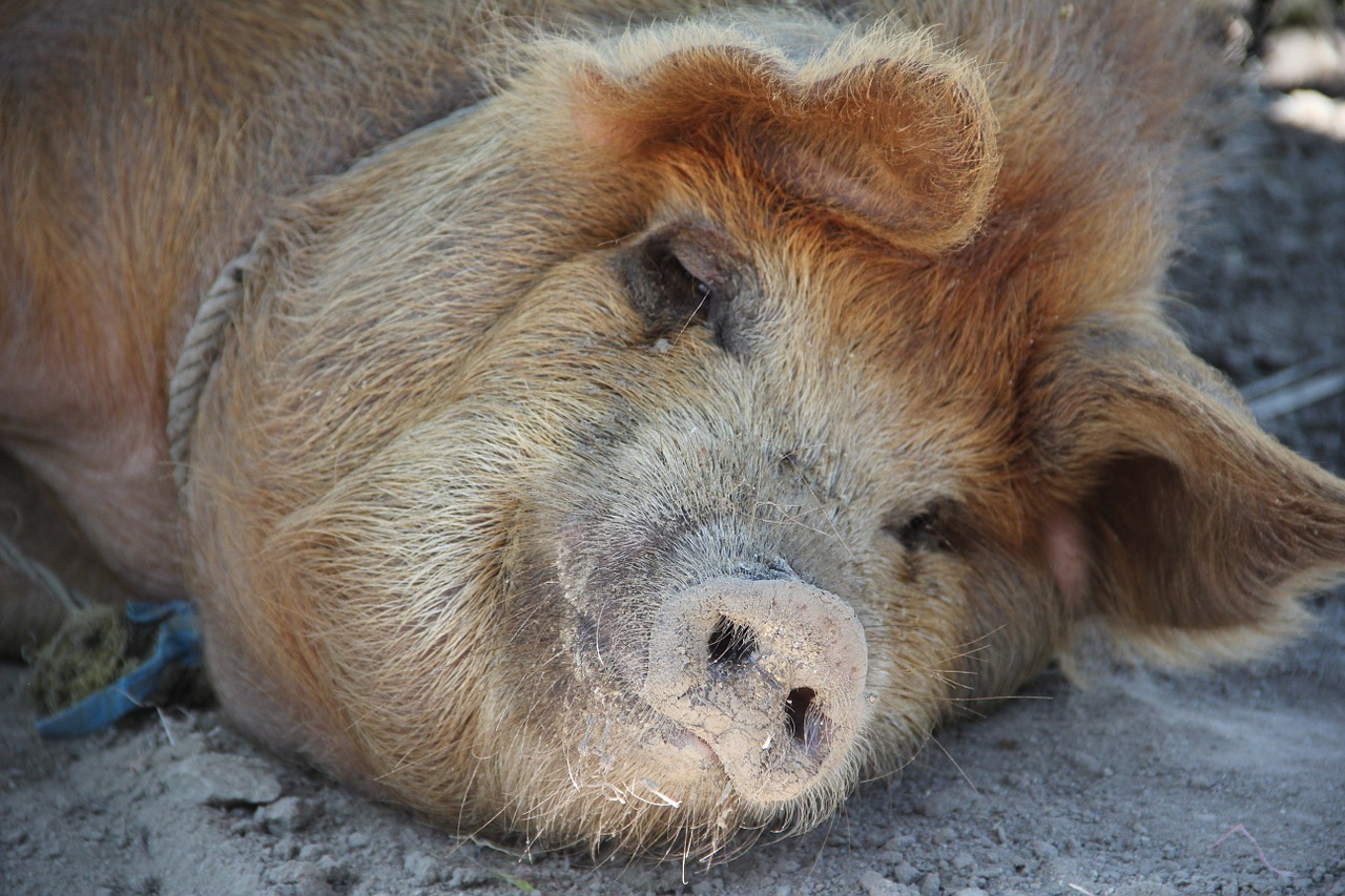 pig sleep happy pig free photo