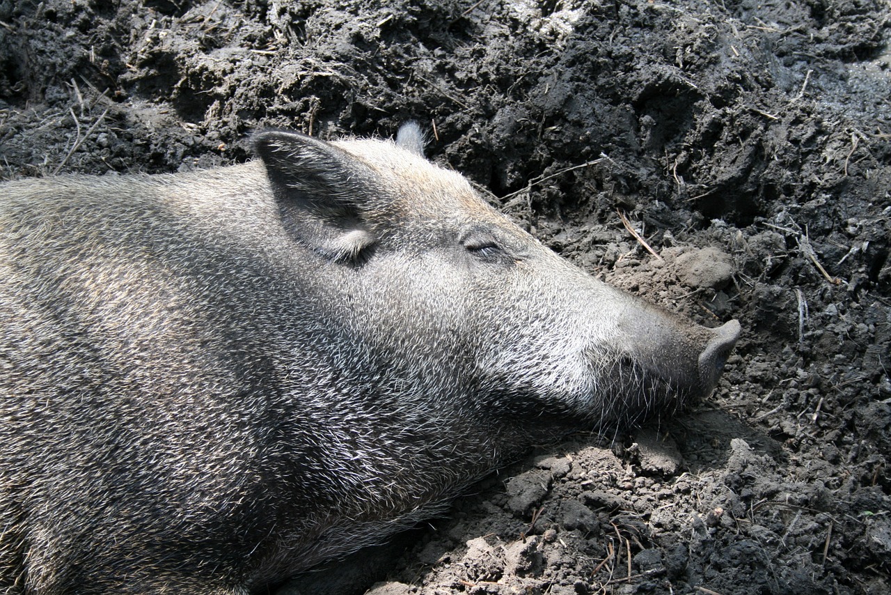 pig wild boar sleep free photo