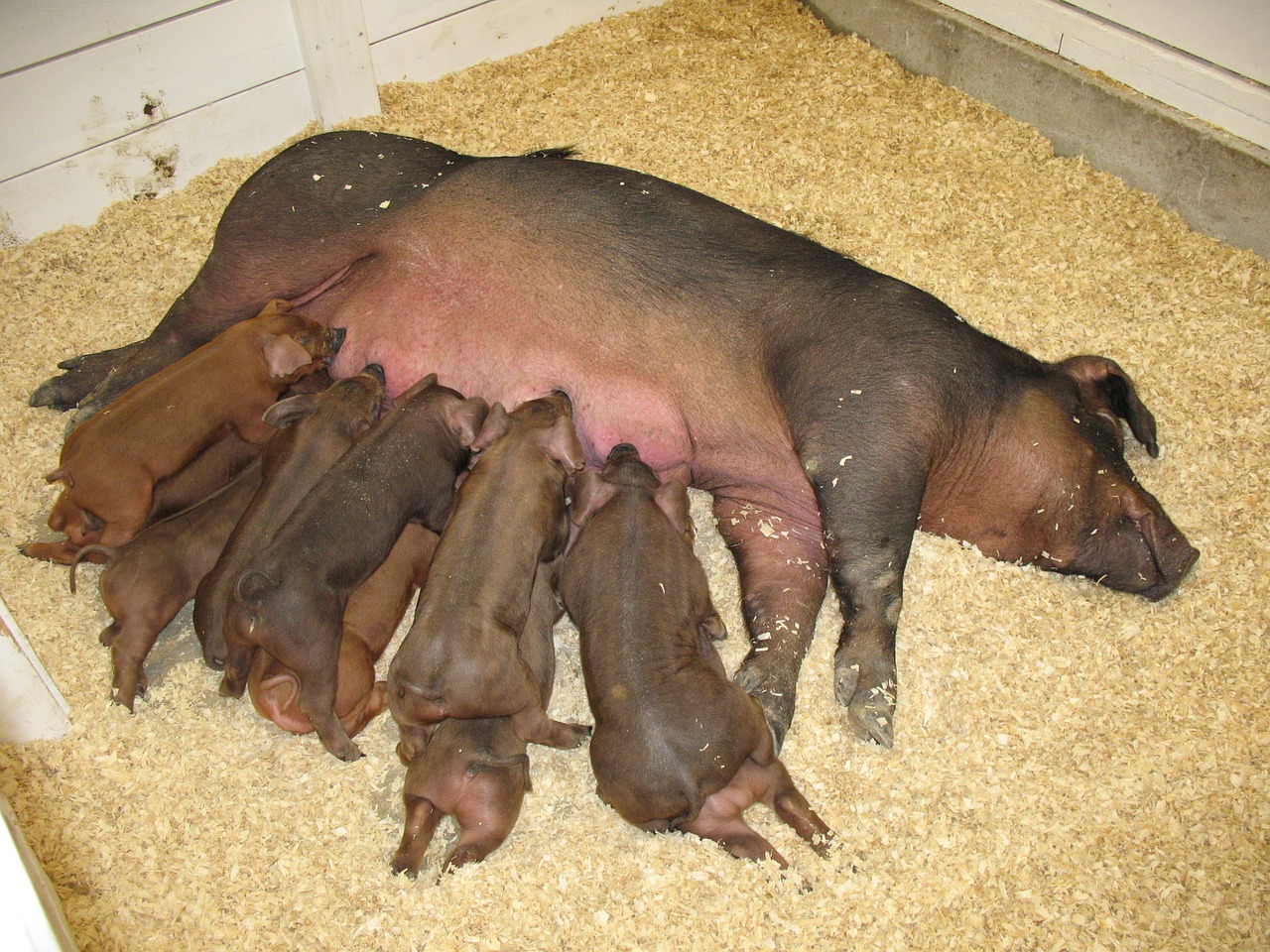 pig piglets farm free photo