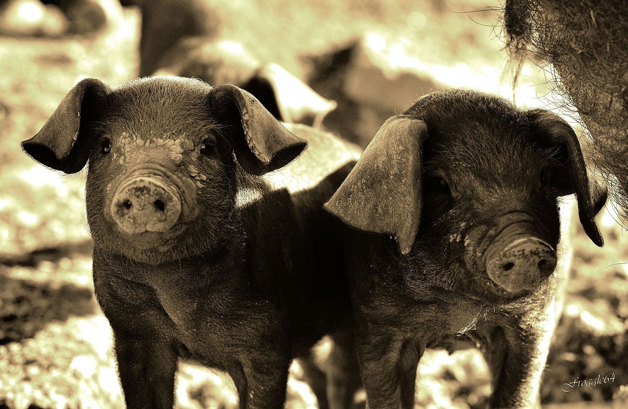 pig animals basque country free photo
