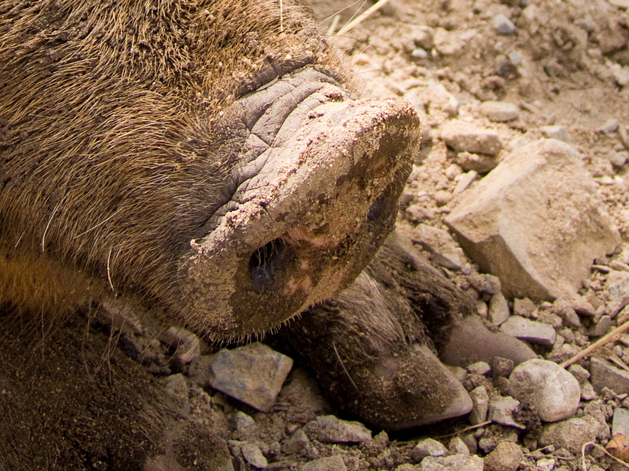 pig snout animal free photo