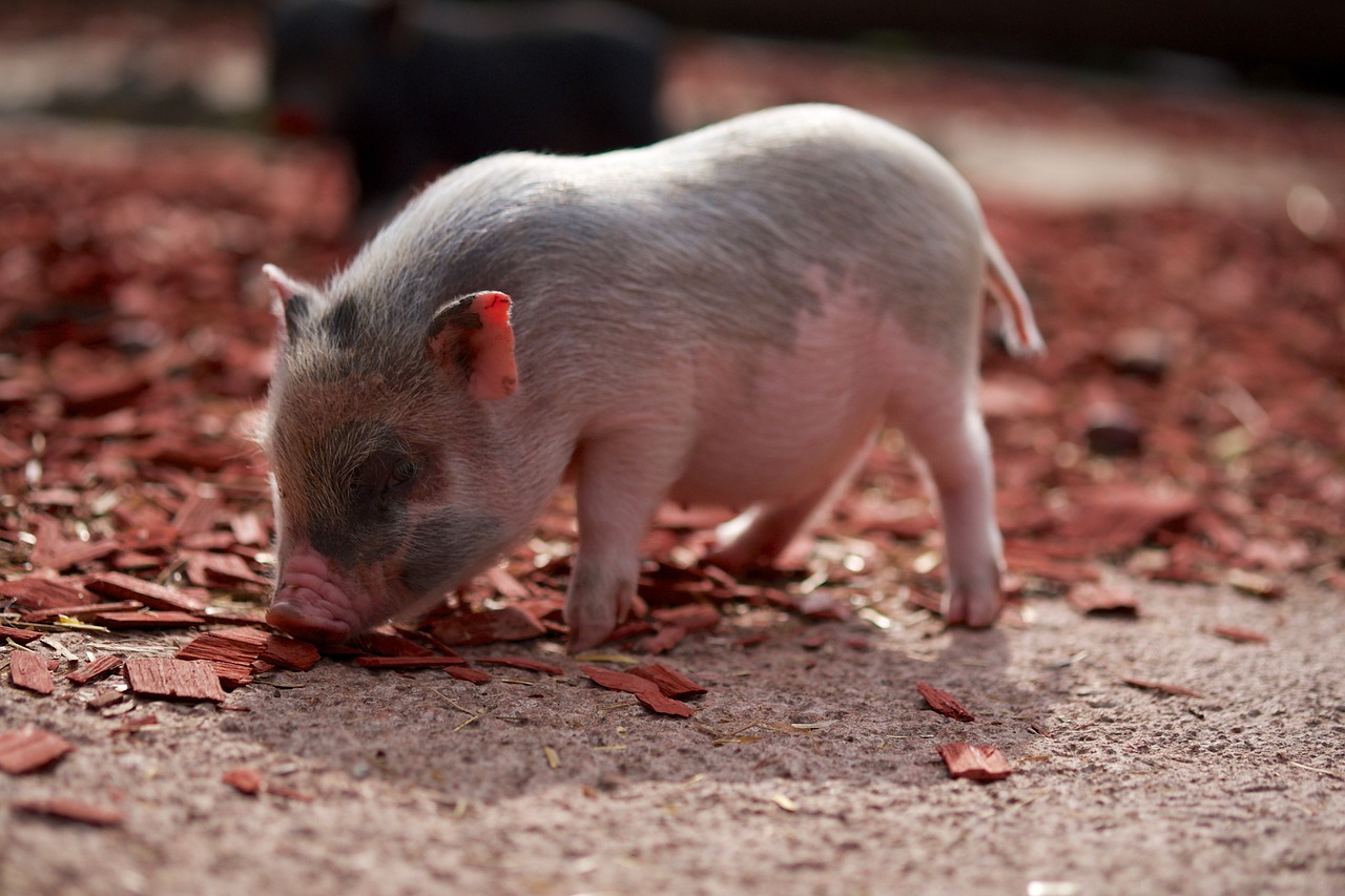 pig piglet farm free photo