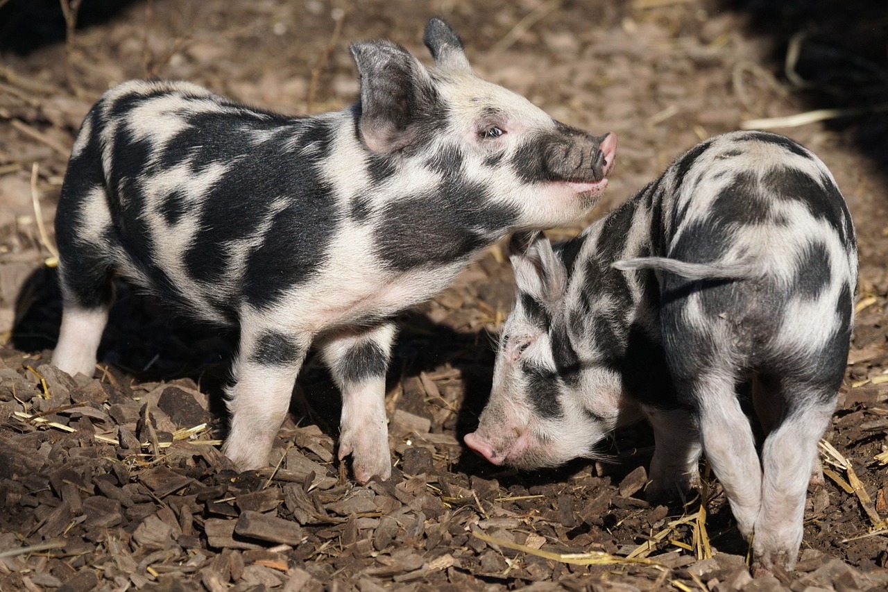 pig turopolje piglet free photo