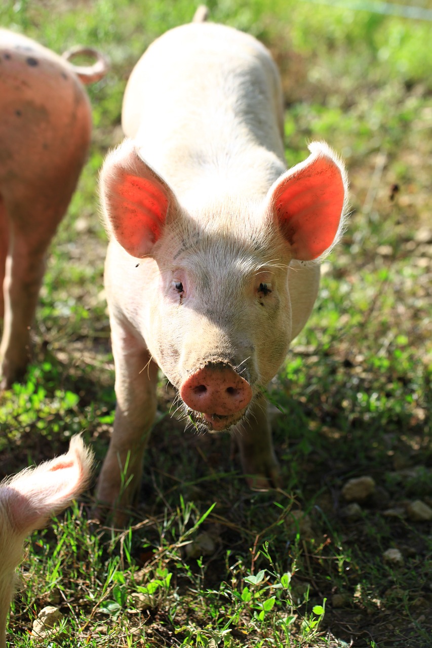 pig breeding pink free photo