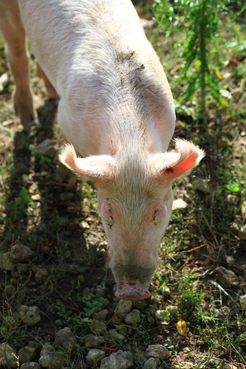 pig pink farm free photo