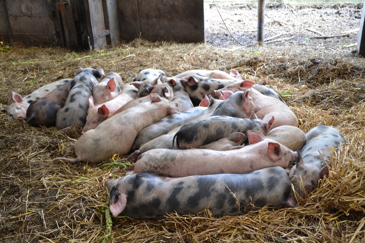 pig piglet farm free photo