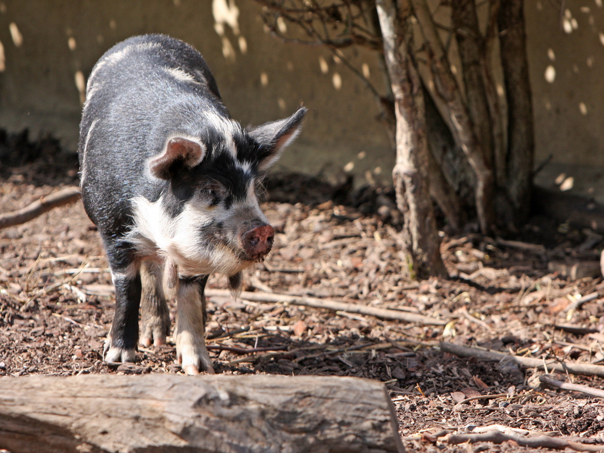 pig kune kune close-up free photo