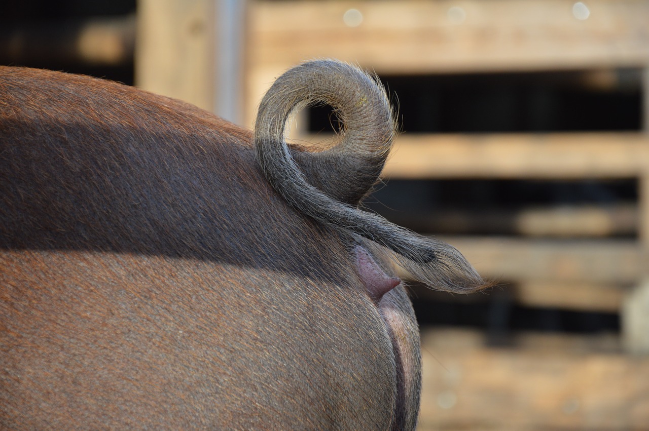 pig pig rings pig's tail free photo