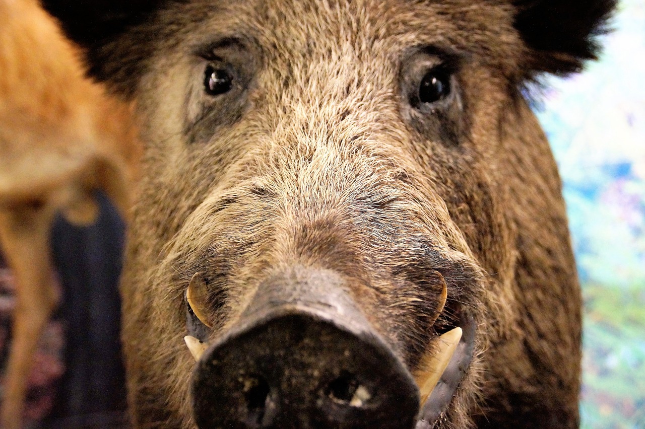 pig wild wild boar free photo
