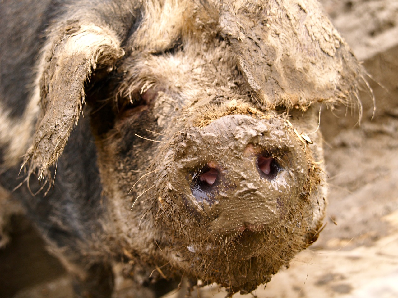 pig mud quagmire free photo