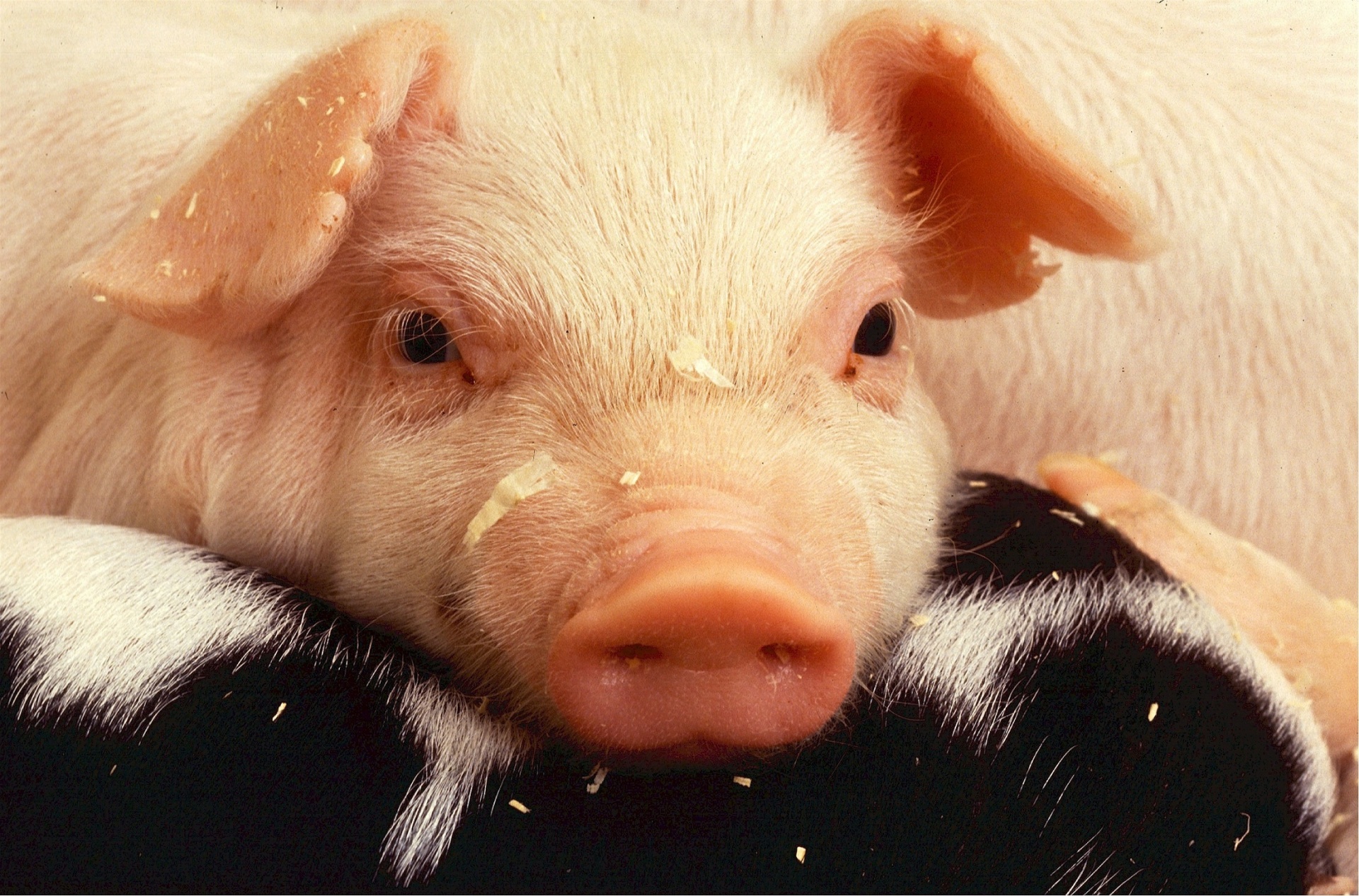 pig portrait livestock free photo