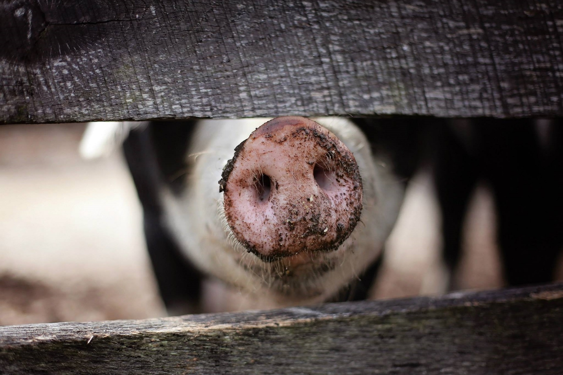 pig nose close up free photo