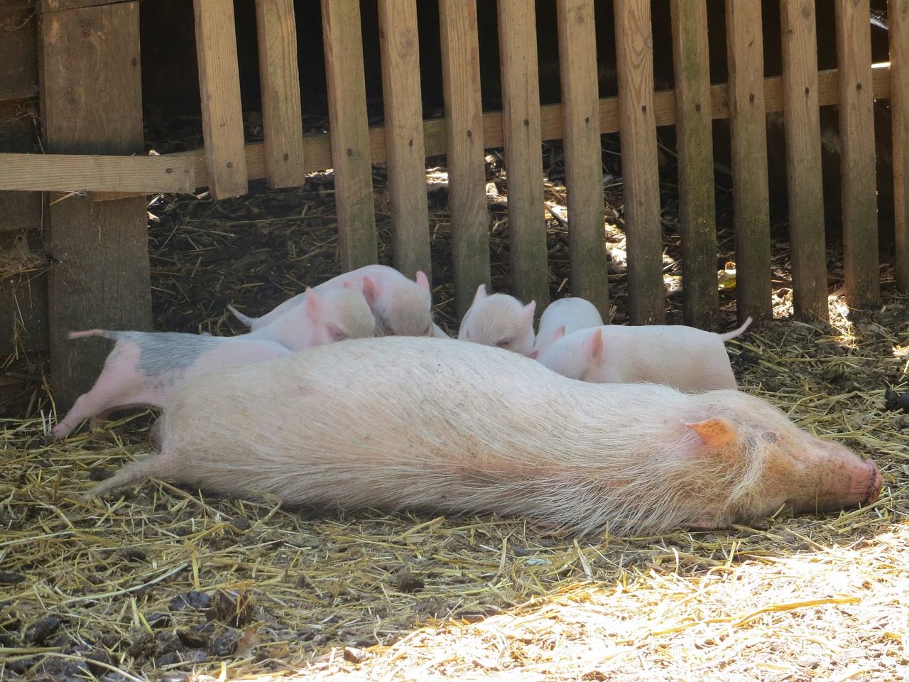 pig piglets feeding free photo