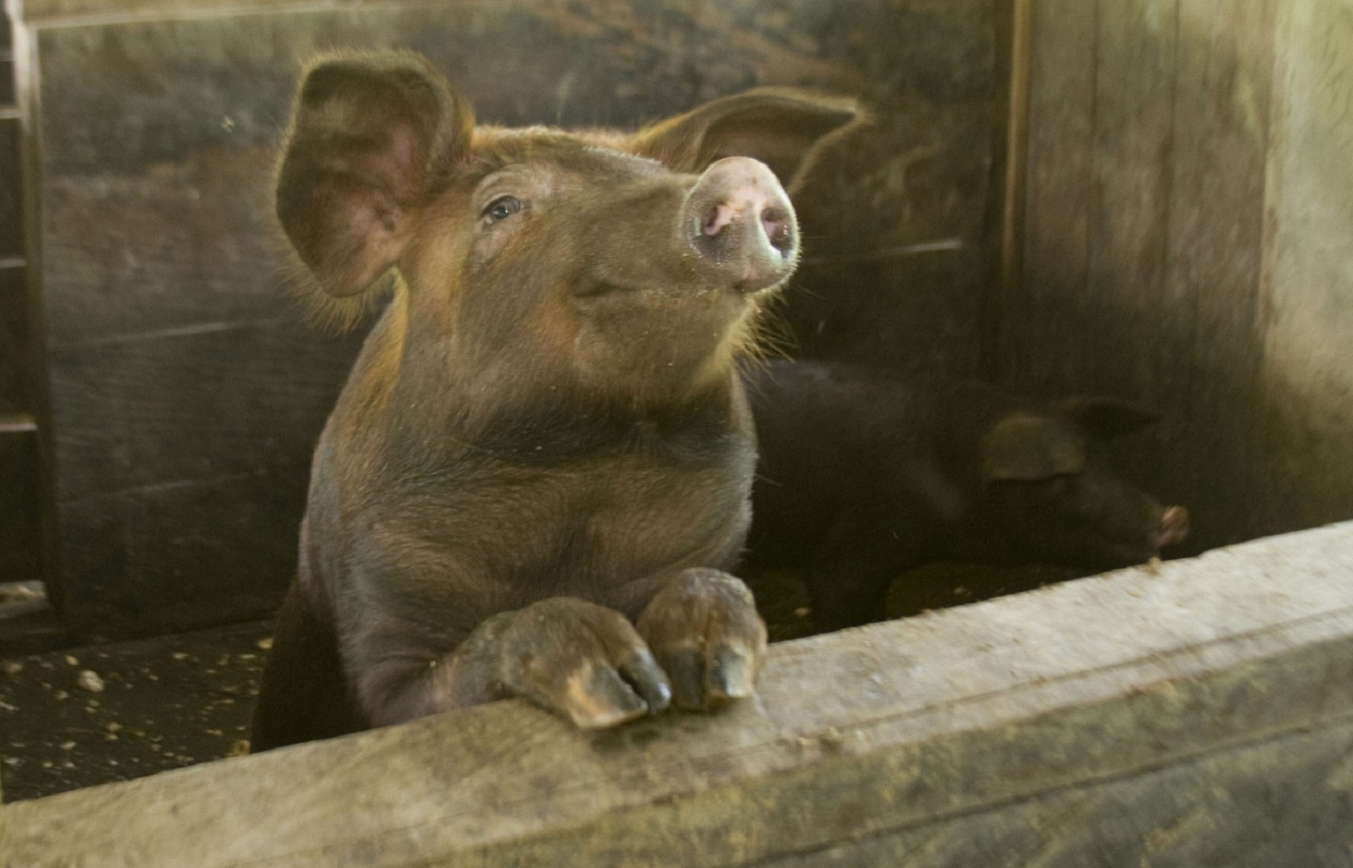 pig swine pork free photo