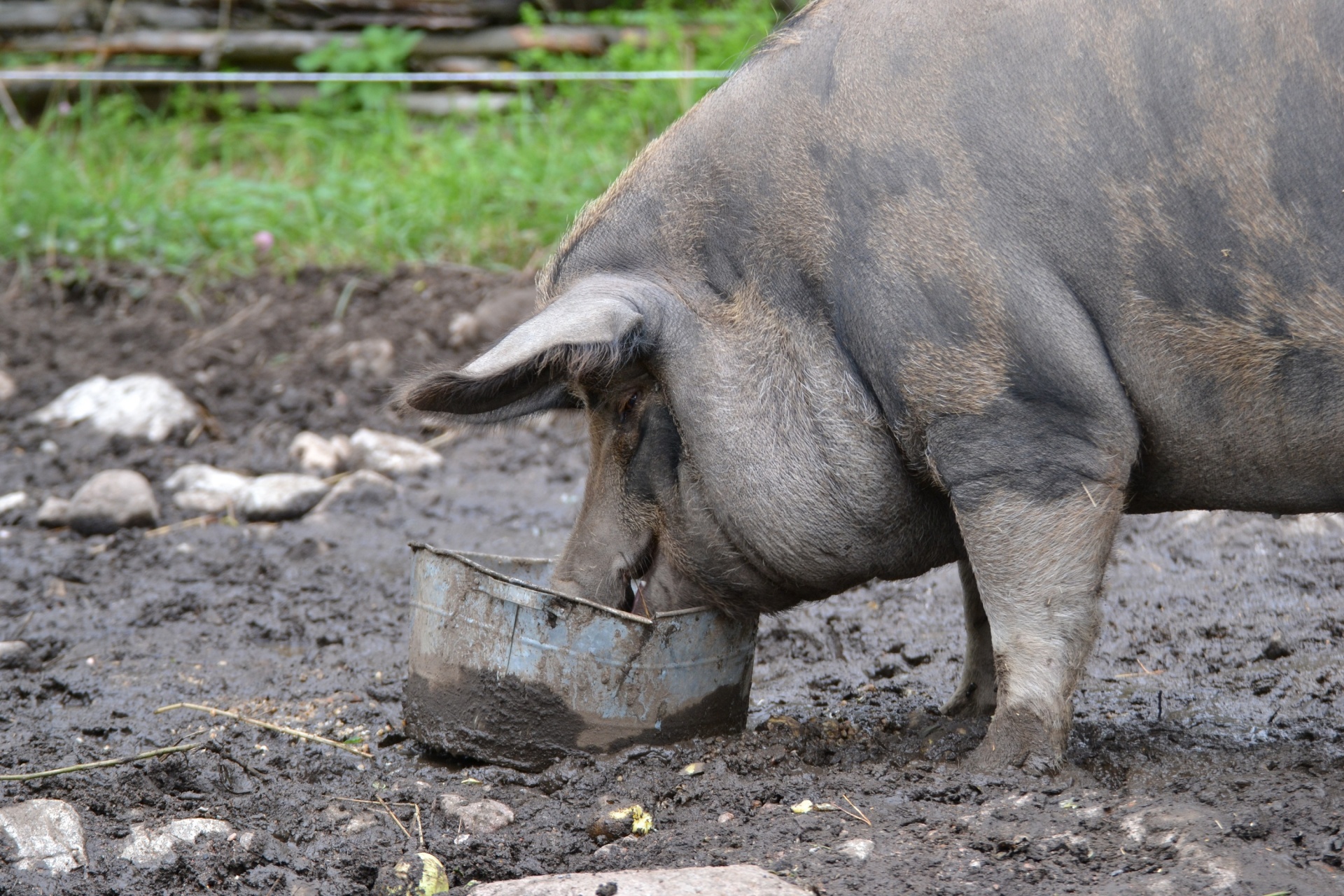 pig eat food free photo