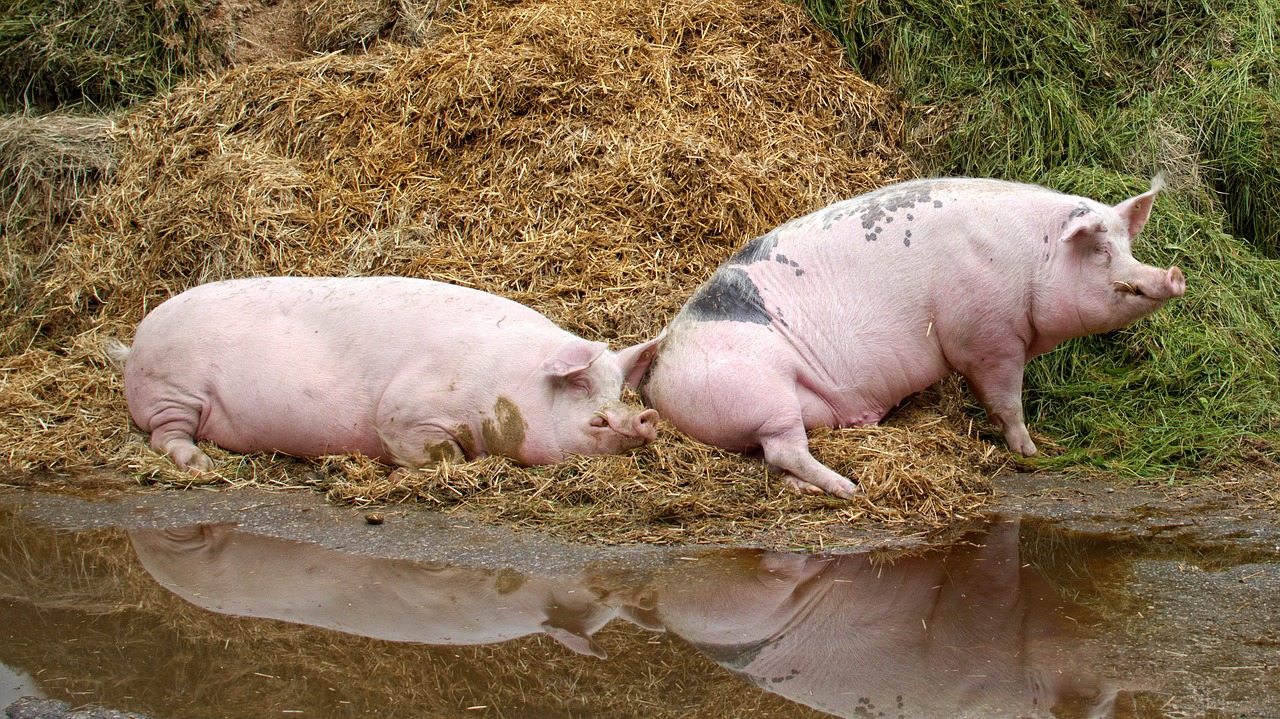pig domestic pig farm free photo