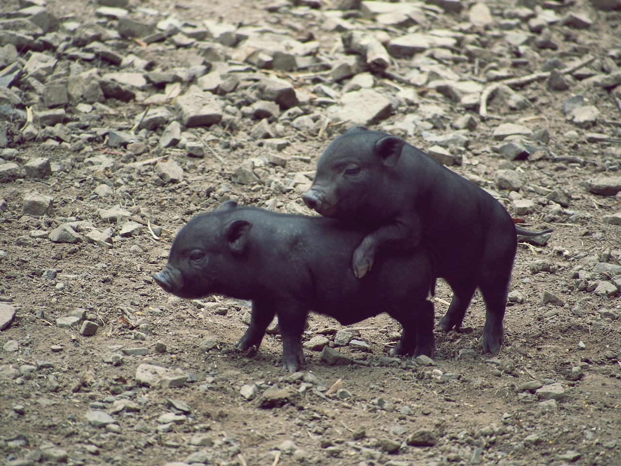 pig miniature pig piglet free photo