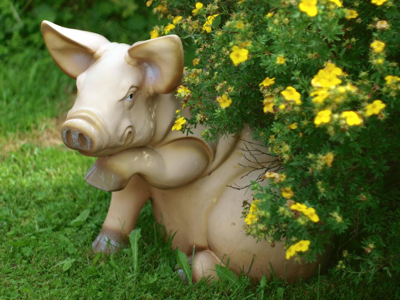 pig statuette garden free photo