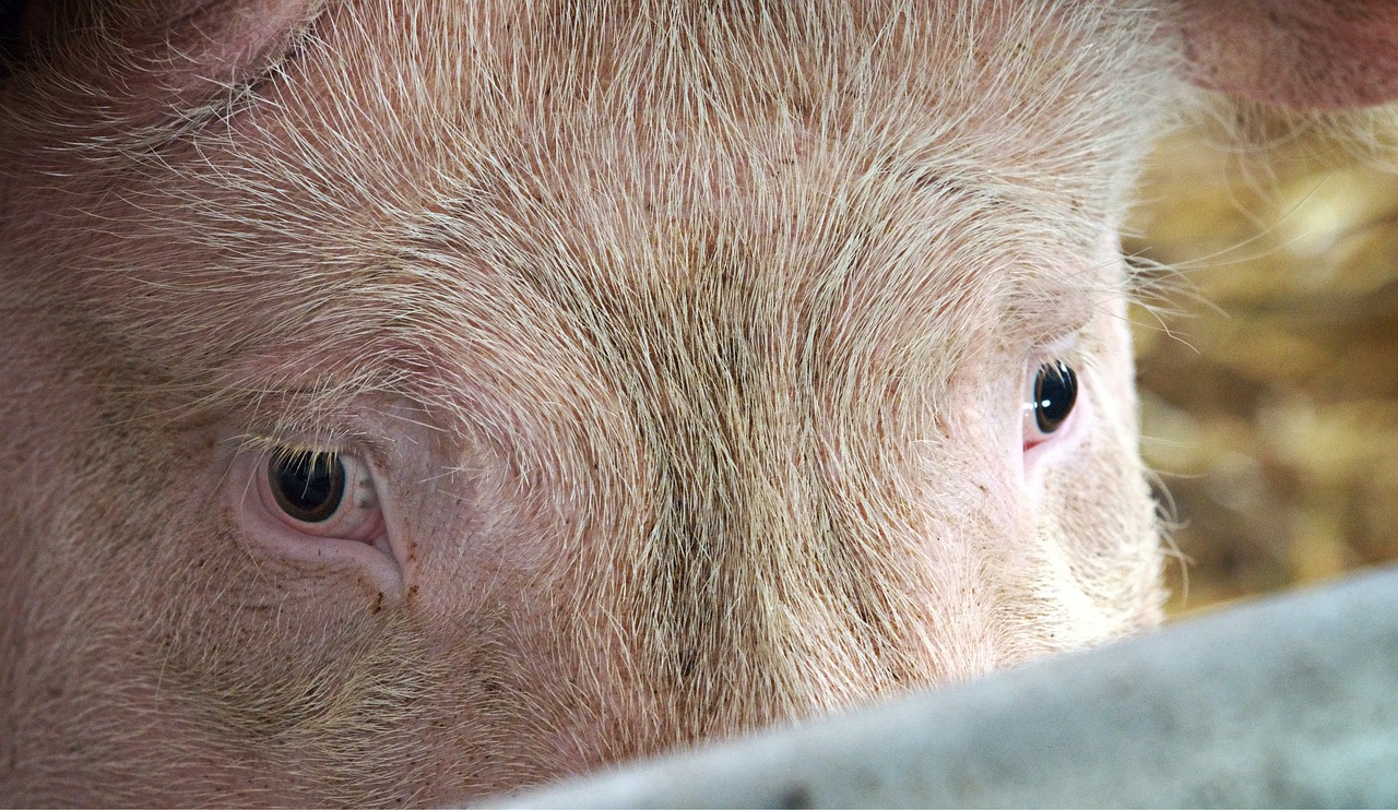 pig hog eyes free photo