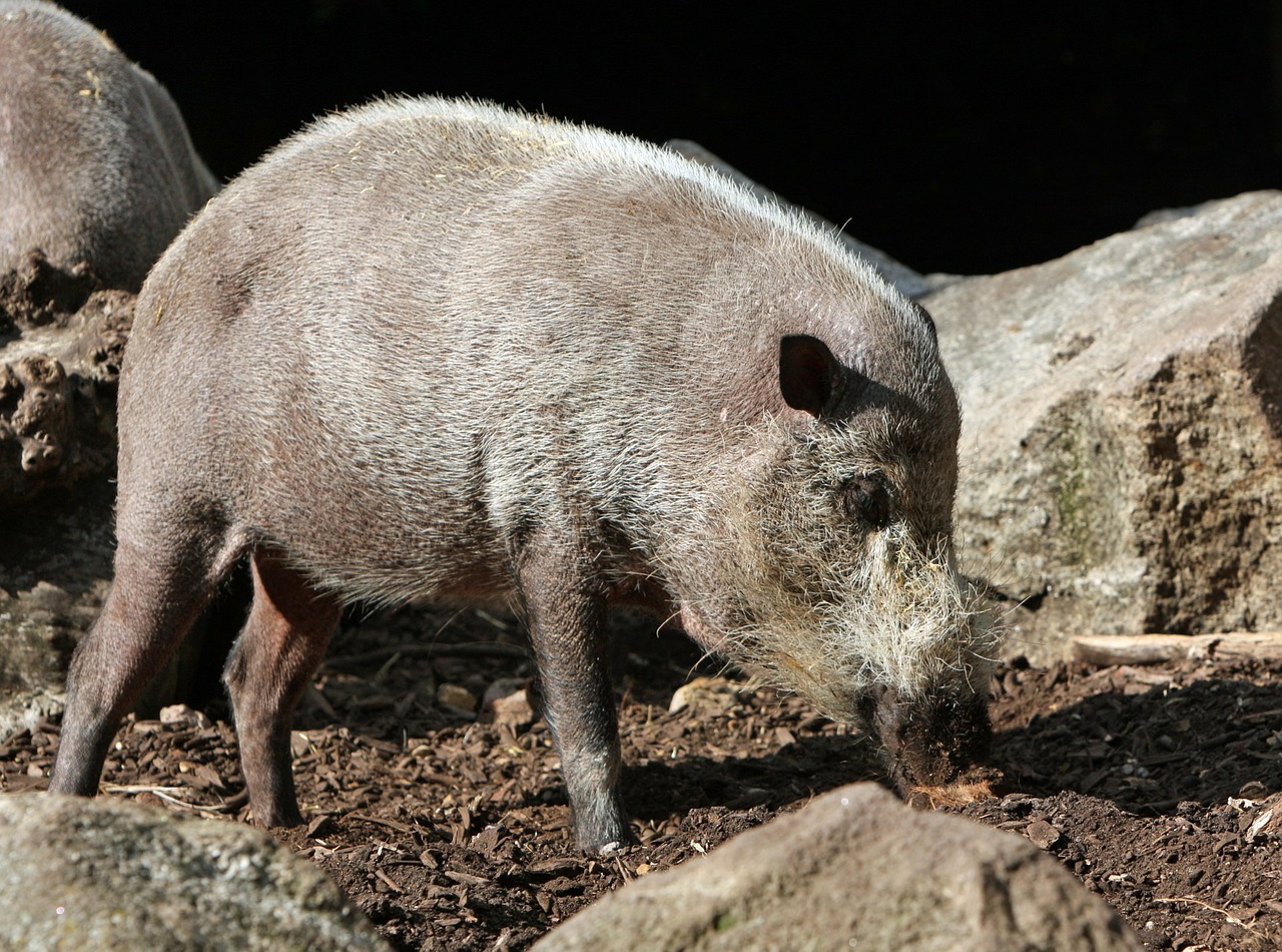 pig bearded pig animal free photo