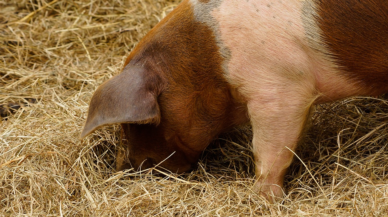 pig piglet hay free photo