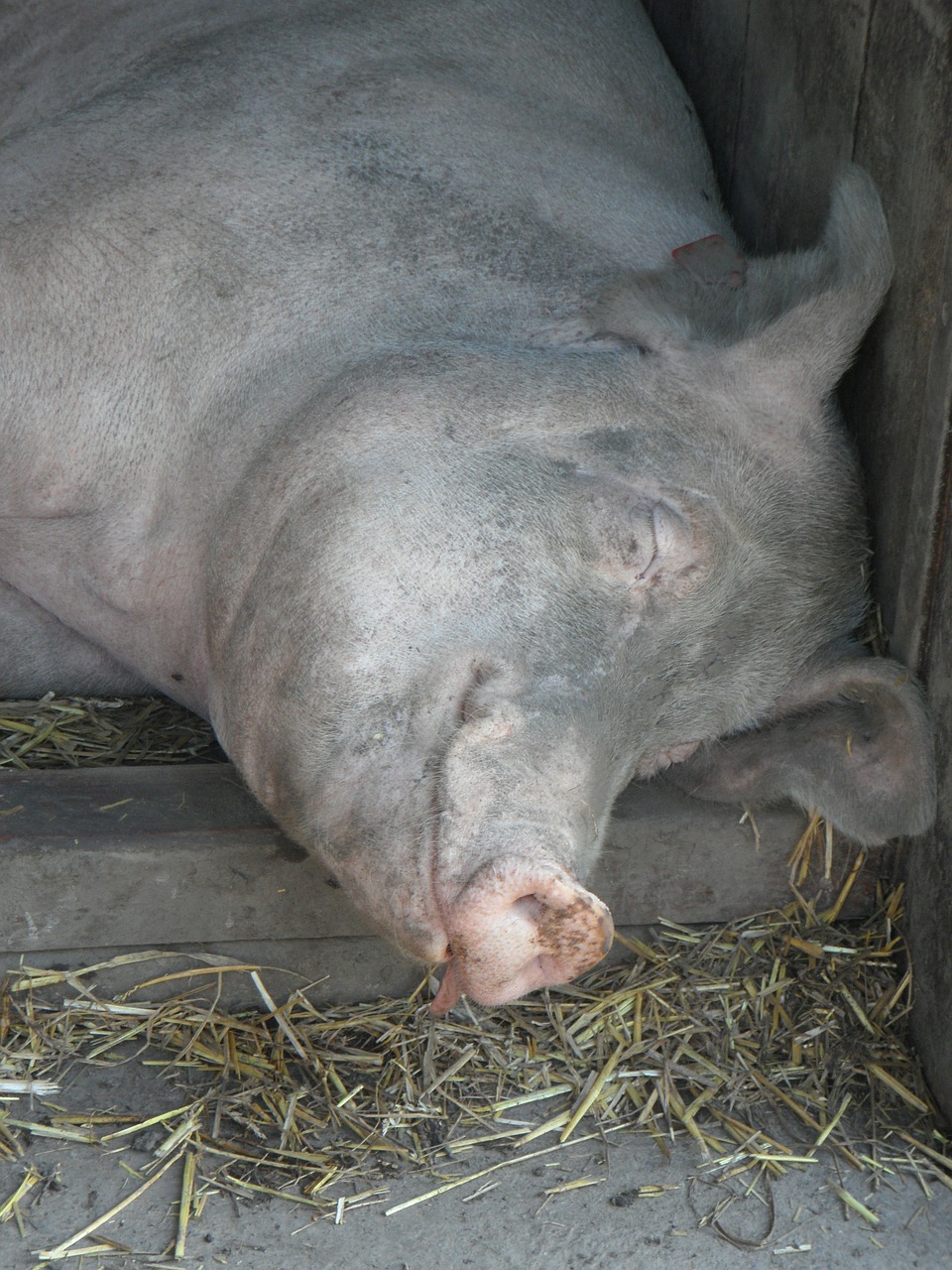 pig sow sleeping free photo