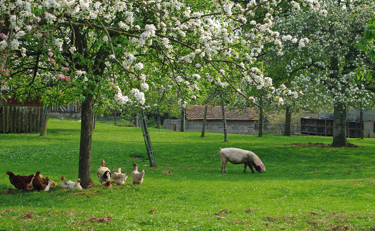 pig hen orchard free photo