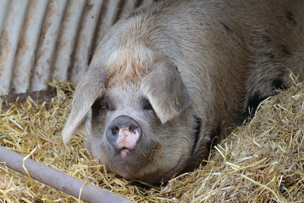 pig farm pork free photo