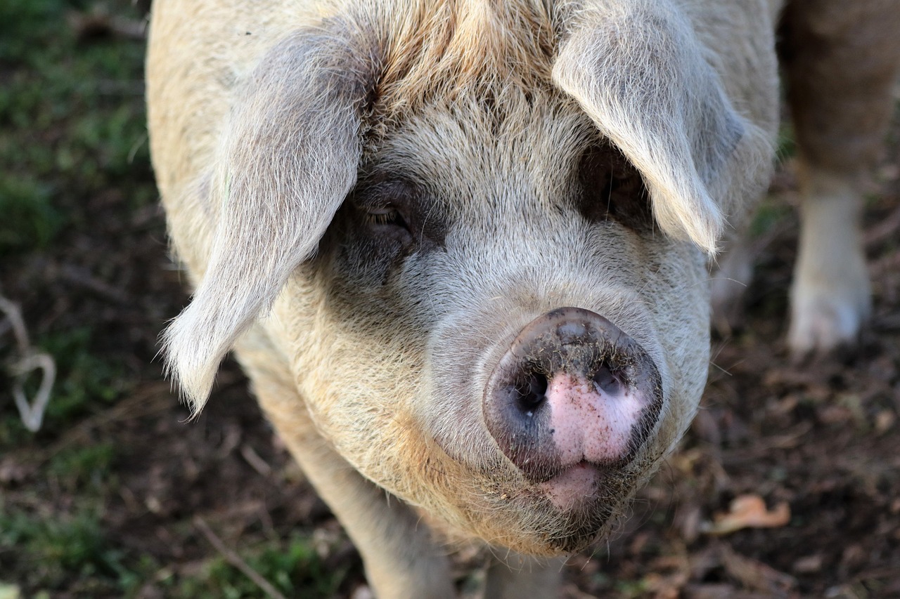 pig farm pork free photo