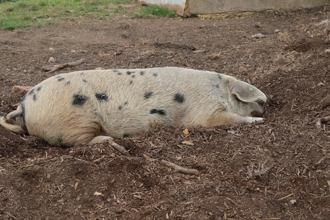 pig farm pork free photo