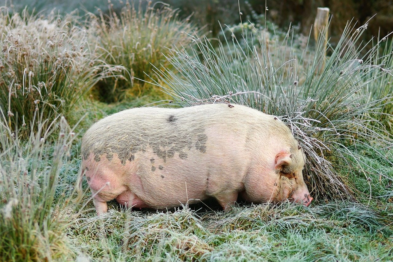 pig boar november free photo