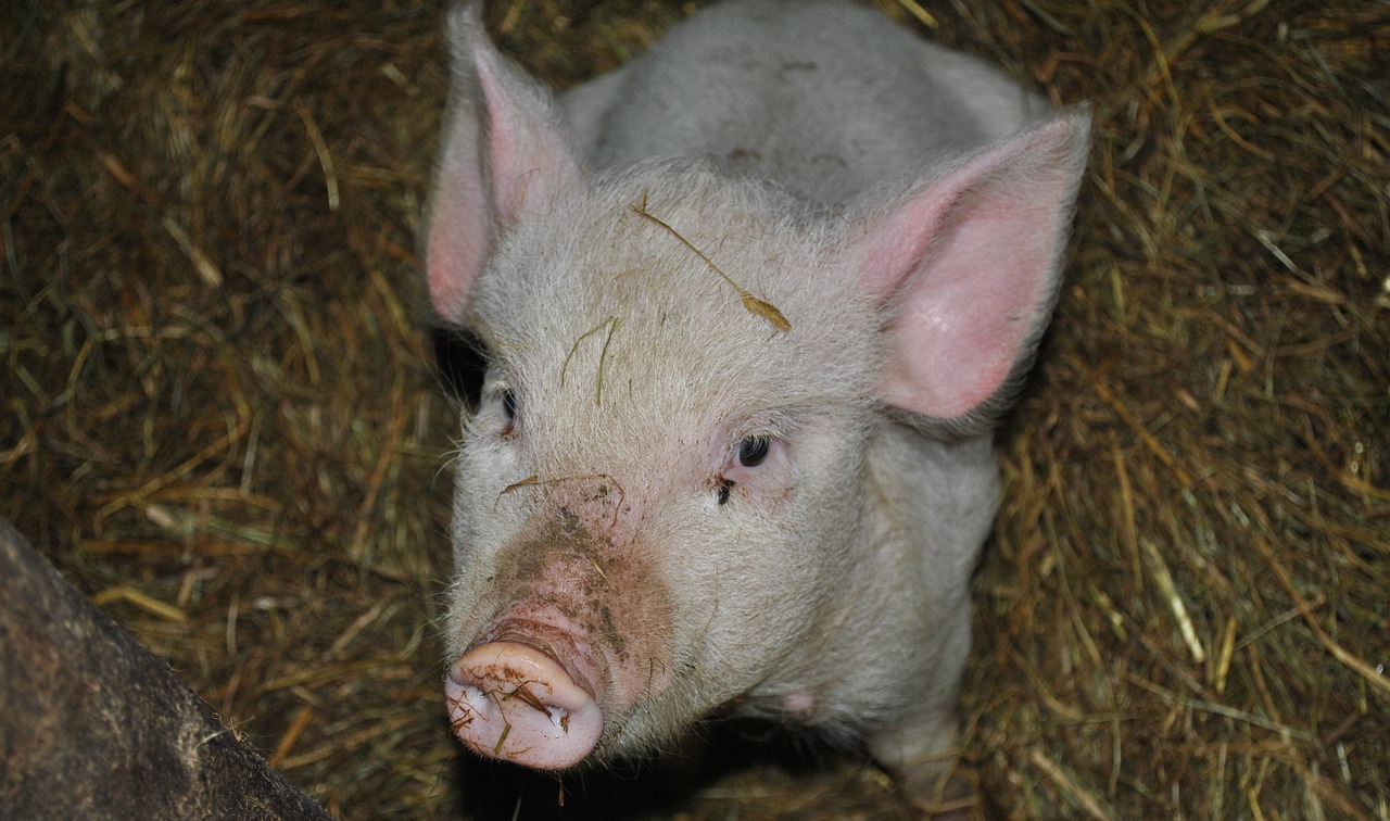 pig animal pork free photo