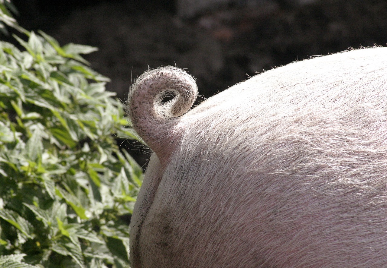 pig tail animal free photo