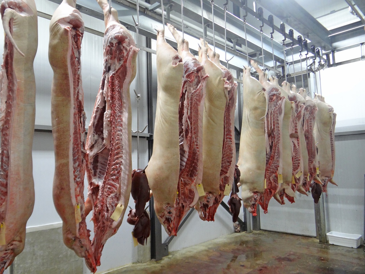 pig pork slaughterhouse free photo