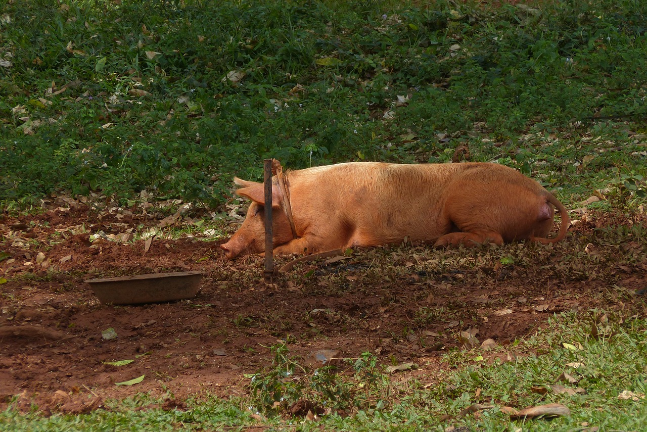 pig mud sow free photo