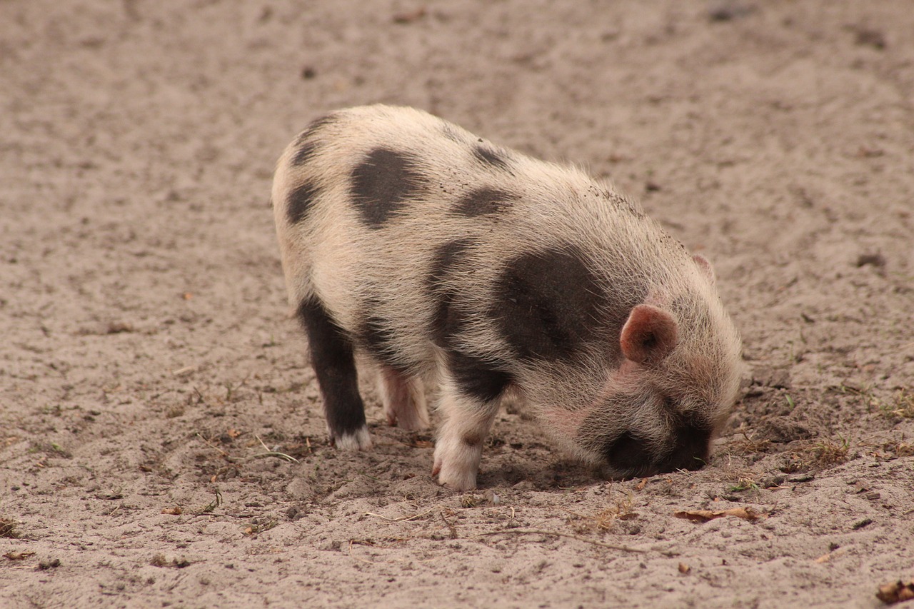 pig zoo sweet free photo