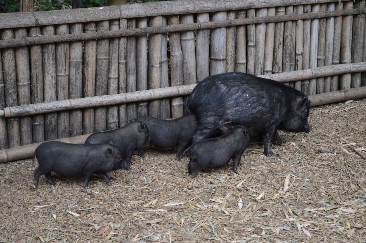 pig black pork free photo