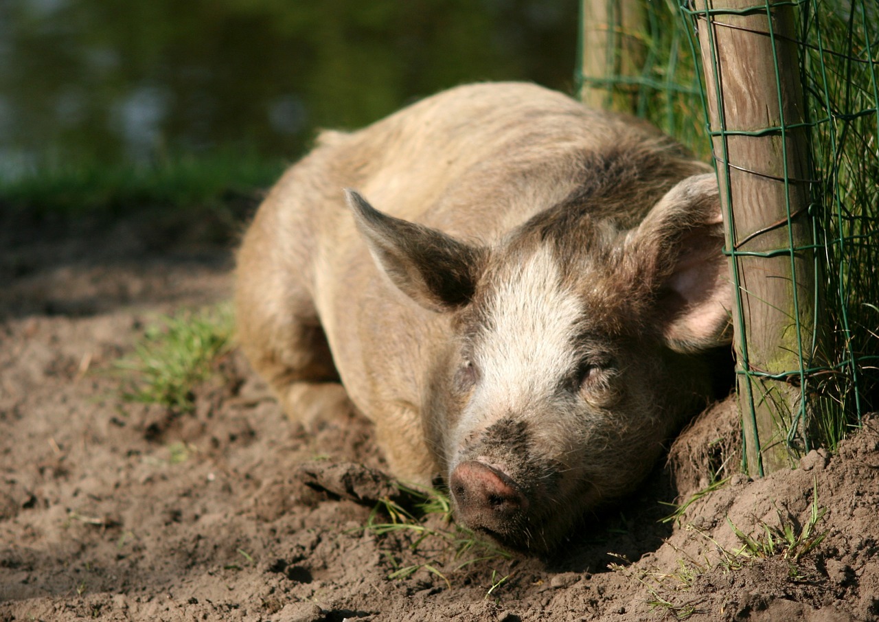 pig sow happy pig free photo