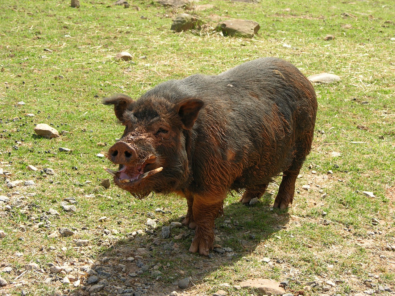 pig muddy farm free photo