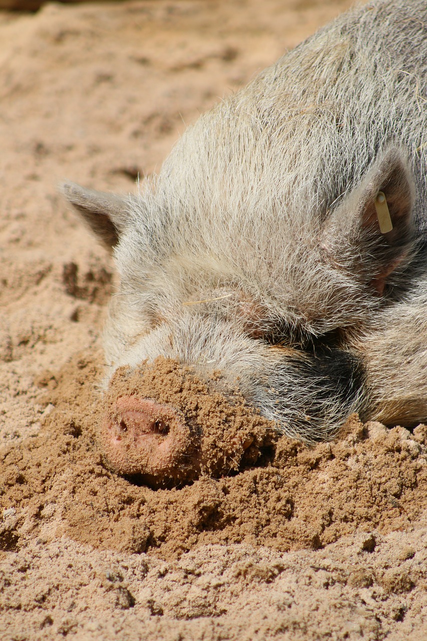 pig hairy sunny free photo