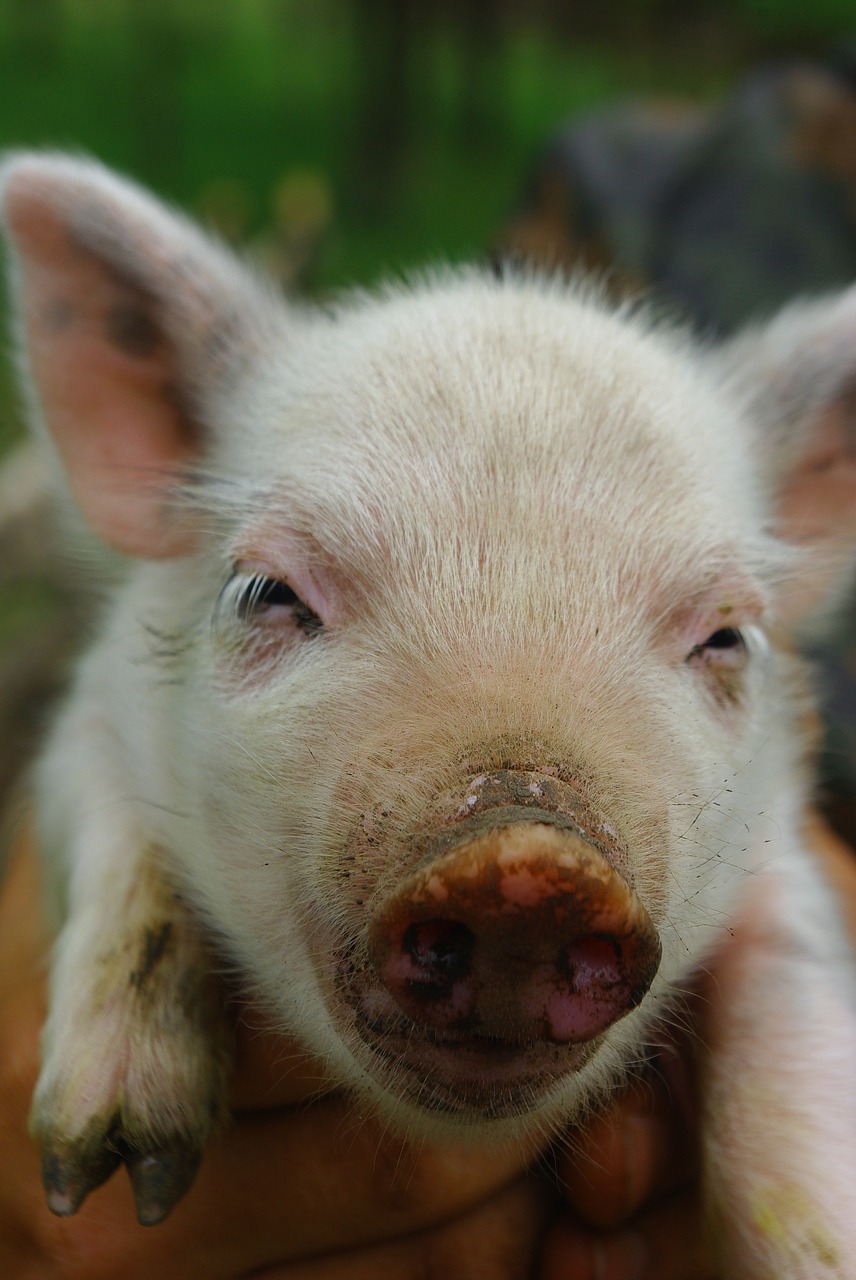 pig animal farm free photo