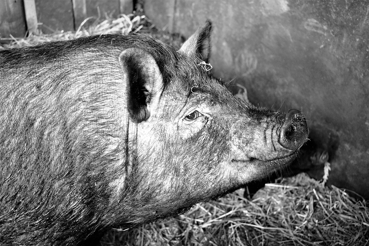 pig pet farmhouse free photo