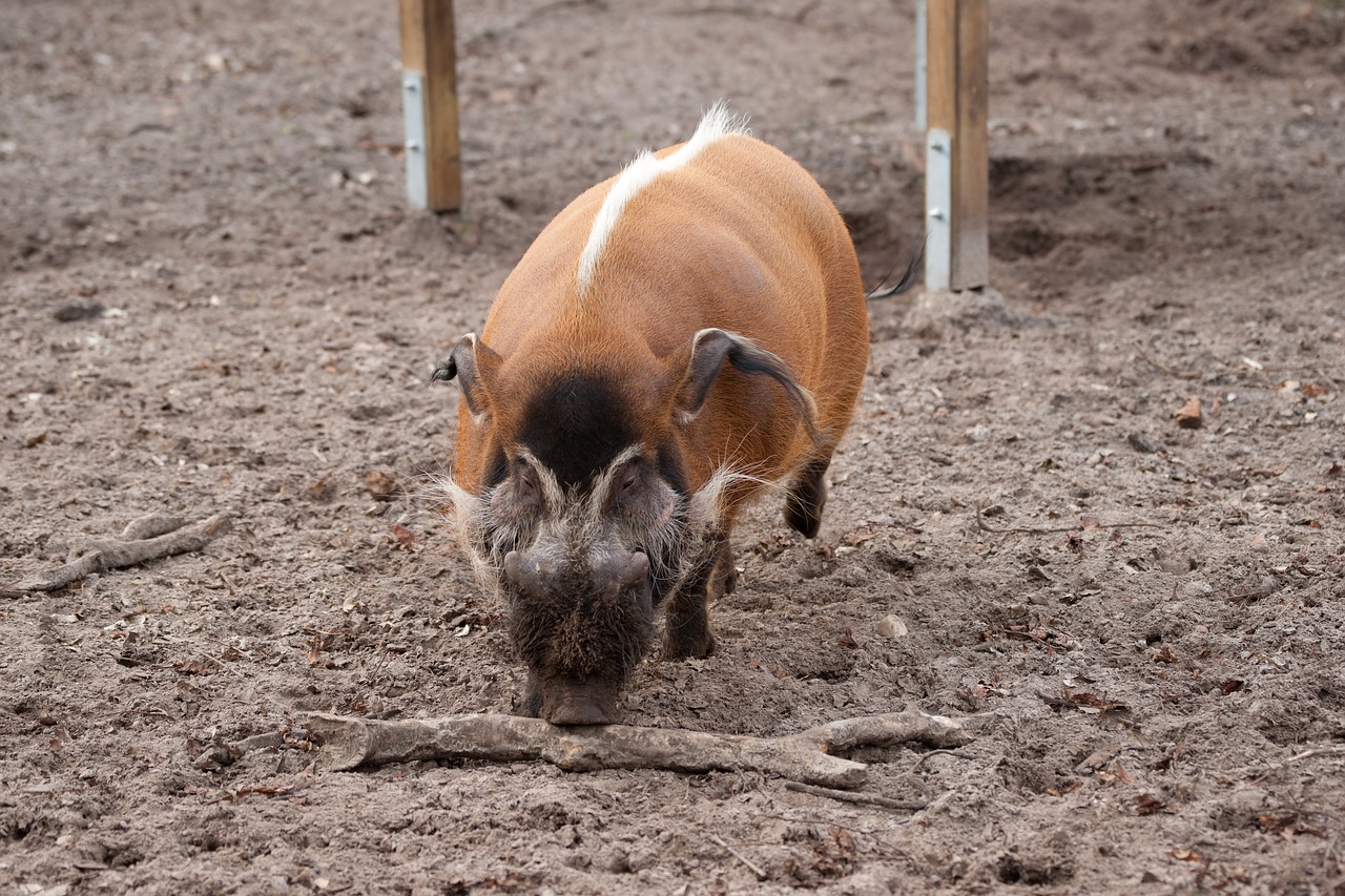pig boar wild boar free photo