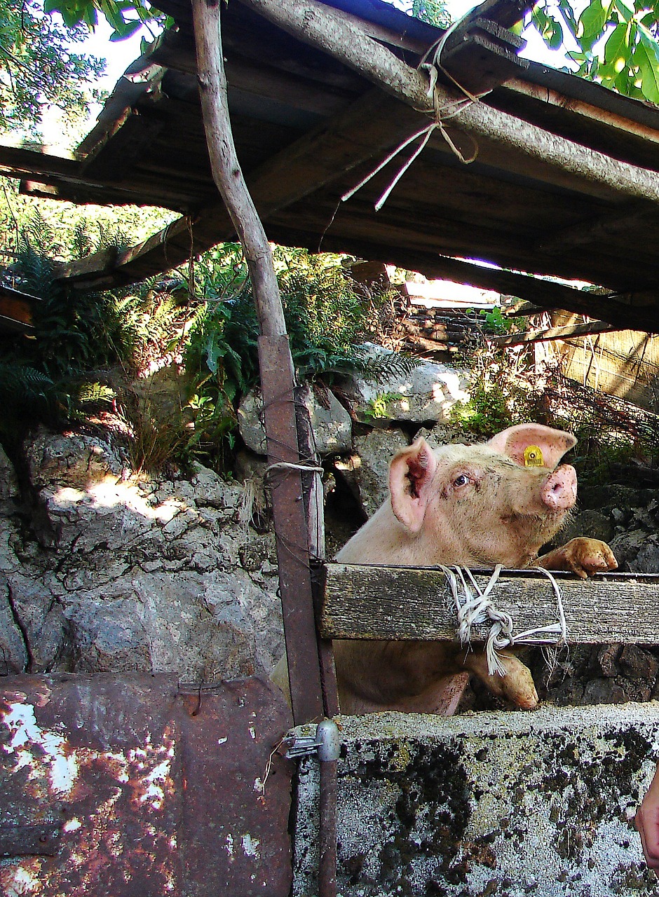 pig piggy mountain village free photo