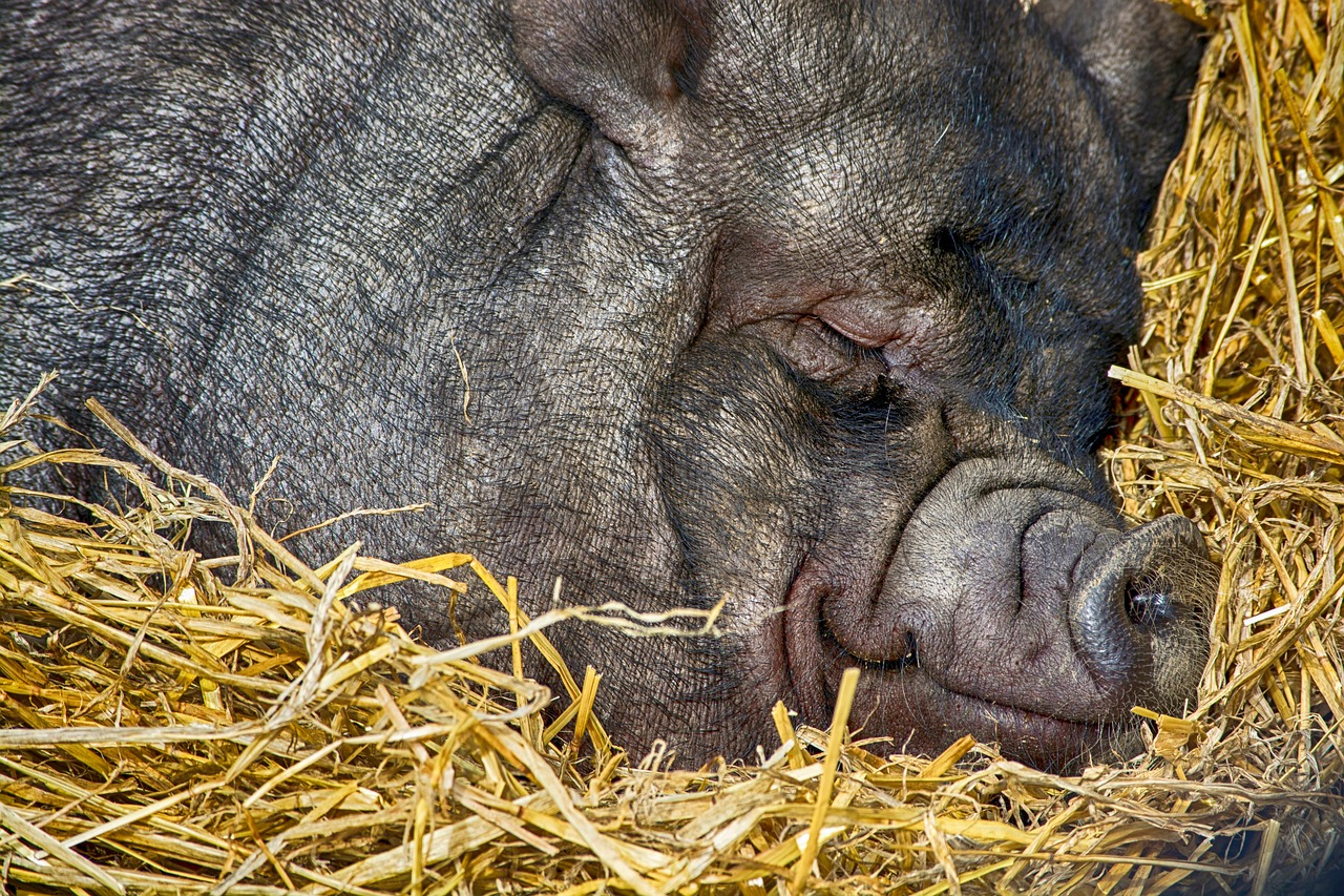 pig farm animal free photo