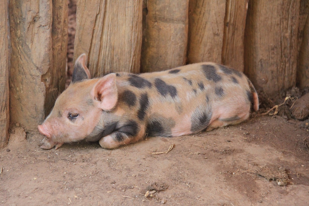 pig farm baby free photo