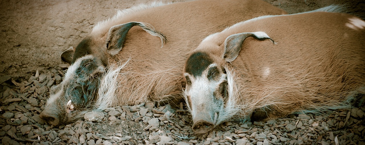 pig sleeping wild free photo