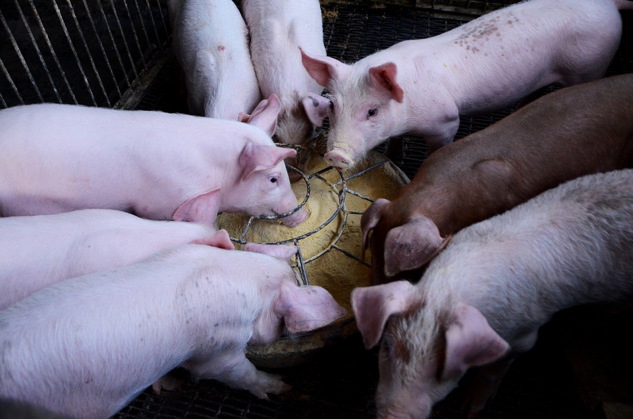 pig farms journey free photo